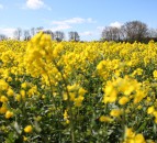Resistance emerging to key light leaf spot fungicide