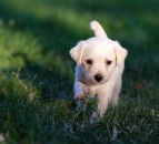 Government launches new laws to crack down on puppy smuggling