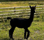 APHA unable to determine source of TB in Geronimo