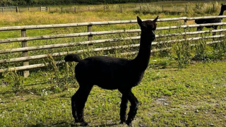 Geronimo: BVA president backs vets in alpaca argument