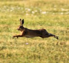 Southwest farmer highlights severity of hare coursing in rural England