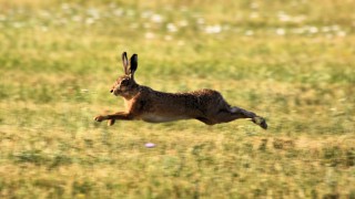 Southwest farmer highlights severity of hare coursing in rural England