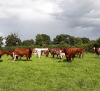 Randox Farming reports £6.1 million losses