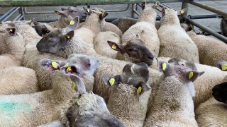 UK sheepmeat exports for June back 37% on the same month last year