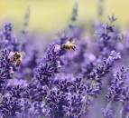 UK's landmark Environment Bill strengthened to halt biodiversity loss by 2030