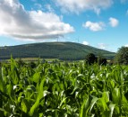 Global food commodity prices fall in July