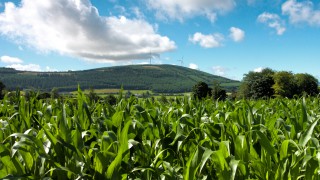 Caution needed to gain the full benefits of under-sowing maize