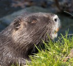 Strict beaver licensing is a 'positive' outcome - NFU