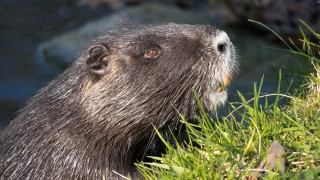Strict beaver licensing is a ‘positive’ outcome – NFU
