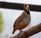 What will the late harvest mean for partridges?