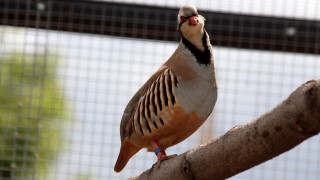 What will the late harvest mean for partridges?