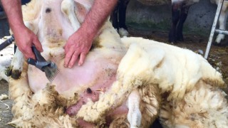 British Wool relaunches young farmers’ training offer