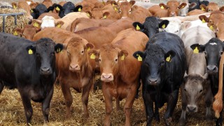 bTB eradication in Northern Ireland could open up new markets for beef – LMC