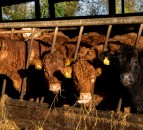 FUW expresses concerns about Bovine TB proposals