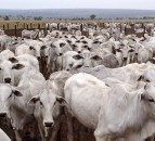 Brazil beef trade to China expected to resume in next fortnight