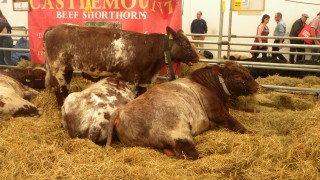 Balmoral Show 2021 – the jury is still out