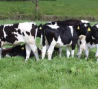 Research confirms the need for holistic approach to dairy nutrition