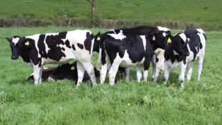 Research confirms the need for holistic approach to dairy nutrition