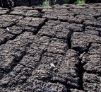 New government investment for lowland peat soils