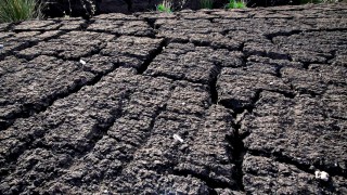Views sought on potential peat ban for amateur horticulture sector