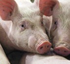 Yorkshire Pig 'high priority' on rare breed watchlist