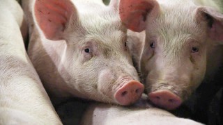 Environmental roadmap sets ‘clear path for sustainable pork production’