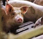 2 more candidates put names forward for election to Pig Industry Group