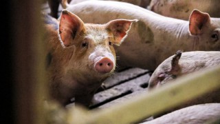 Pigs: England’s female breeding herd reaches record low