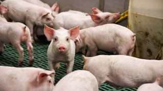 AWC advise on methods for killing piglets on farm