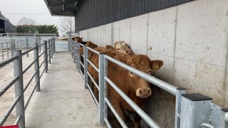 Production of flukicide Trodax ceased