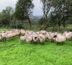 What weight should my ewe lambs be at breeding time?