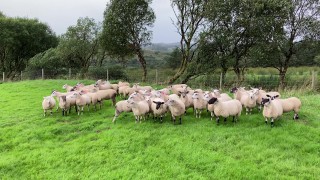 What weight should my ewe lambs be at breeding time?
