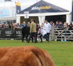 Balmoral Show: Several cattle leave show early after spate of respiratory infections