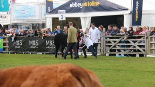 Balmoral Show: Several cattle leave show early after spate of respiratory infections