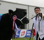 Angus cow-calf duo clinches Balmoral interbreed in ‘maternal masterclass’