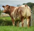 Balmoral Show: Chance to win roan heifer in NI Air Ambulance raffle