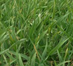 Crop establishment – there is no room for error