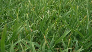 Crop establishment – there is no room for error