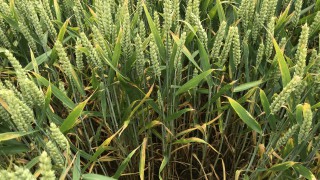Government green lights first genome-edited wheat trial