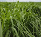 UK miscanthus research gets government funding to help meet net-zero