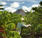 Nestle unveils plans to reduce emissions and support farmer education
