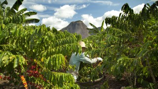 Nestle unveils plans to reduce emissions and support farmer education