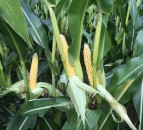 Record harvest on the cards for maize growers in Northern Ireland
