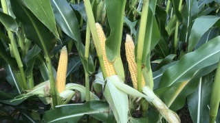Record harvest on the cards for maize growers in Northern Ireland