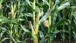 Harvest checklist launched to help farmers capitalise on sustainability of maize