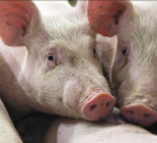 Pork crisis: NI’s pig backlog to reach 24,000 by mid-October