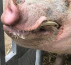 UK animal charity wound up amid allegations of ‘serious mismanagement’