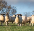Supporting ewe nutrition pre and post lambing leads to heavier lambs at weaning