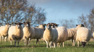 Supporting ewe nutrition pre and post lambing leads to heavier lambs at weaning