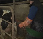 Reducing calving age linked to 13% increase in lifetime dairy cow performance